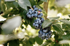 Berries-33A